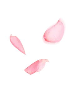 Pink Petals - flower - Transparent Layer PNG