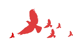 Flying Red Birds - High Resolution PNG