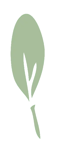 Leaf - life - nature - High Resolution PNG