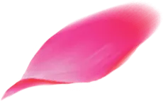 Pink Petal - nature - leaf - High Resolution PNG