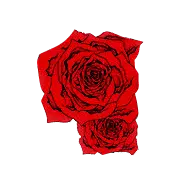 Rose - romance - Lossless PNG