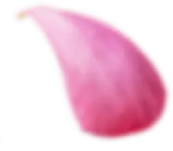 Petal - plant - Free Download PNG