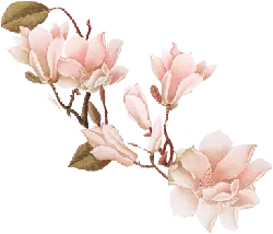 Magnolia - plant - Free for Commercial Use PNG
