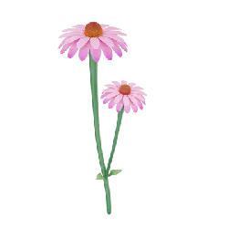 Pink Daisy - pink - Free Download PNG