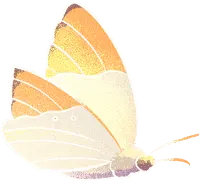 Ascia monuste - Recommended PNG