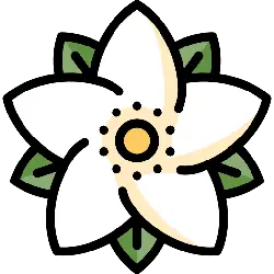 White Flower - plant - Popular Download PNG