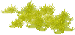 Green Plant - growth - Lossless PNG