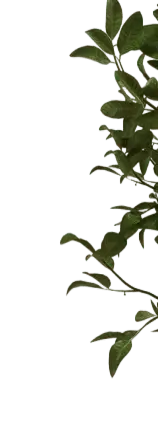 Green Leaves - leaves - branch - Free Download PNG