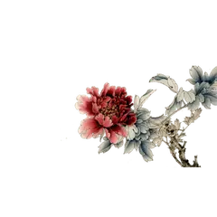 Peony - plant - black background - Transparent Background PNG