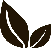 Two Leaves - growth - nature - High Resolution PNG