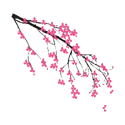 Pink Cherry Blossom Branch - spring - Fast Download PNG
