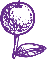 Purple Fruit - line drawing - Lossless PNG