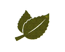 Leaf - ecology - Fast Download PNG