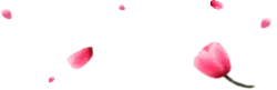 Pink Petals - Designer Recommended PNG - Recommended PNG