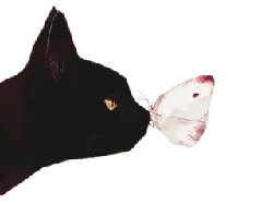 Black Cat and Butterfly - mysterious - Lossless PNG