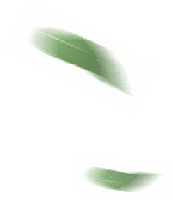 Green Feather - Designer's Pick PNG