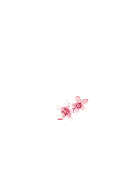 Cherry Blossom - Curated PNG - Popular Download PNG