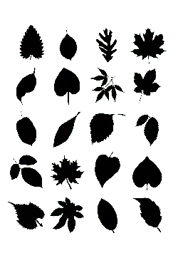 Leaf Silhouettes - silhouette - PNG