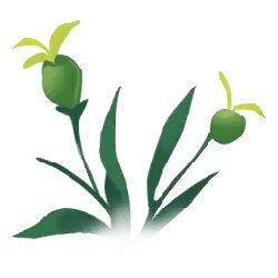 Green Plant - leaves - flowers - High Resolution PNG
