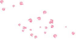 Pink Petals - Fast Download PNG - background