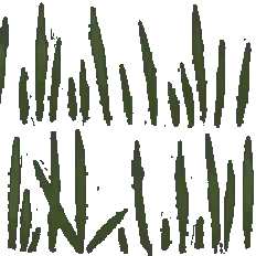 Green Plant - growth - vegetation - Transparent Layer PNG