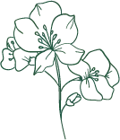 Flower - line drawing - plant - PNG