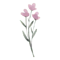 Pink Flowers - pink - illustration - High Resolution PNG