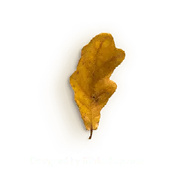 Oak Leaf - nature - design - Transparent Background PNG