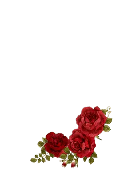 Red Rose - nature - romantic - Free Download PNG