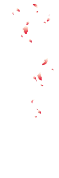 Pink Petals Falling - High Resolution PNG - nature