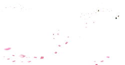 Pink Petals Falling - Transparent Background PNG - nature