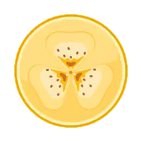 Orange - orange - circle - PNG