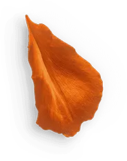 Petal - orange - nature - High Resolution PNG