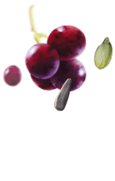 Grape - PNG Images