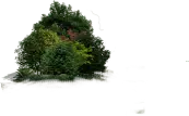 Forest - Highly Rated PNG
