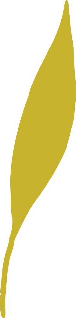 Leaf - Free PNG - Lossless PNG