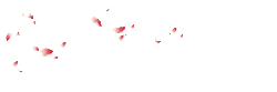 Falling Cherry Blossom Petals - beautiful - No Background PNG