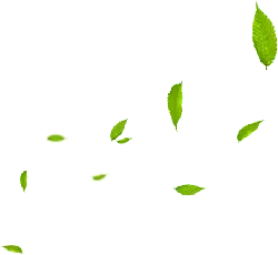 Leaves Falling - background - High Resolution PNG