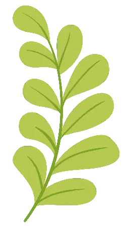 Leaf - Transparent Layer PNG - branch