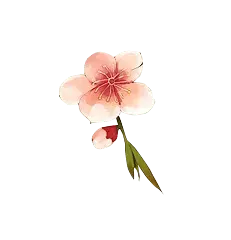 Peach Blossom - High Resolution PNG - No Watermark PNG