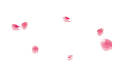 Pink Petals - High Resolution PNG - High Quality PNG