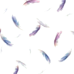 Feathers - lightweight - Free Download PNG