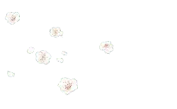 White Flowers - petal - Transparent Background PNG