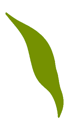 Leaf - Highly Rated PNG - nature