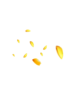 Yellow Petals - falling - Transparent Layer PNG