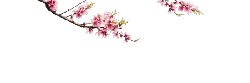 Peach Blossom Branch - nature - flower - PNG Images