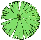 Lotus Leaf - circular - No Watermark PNG