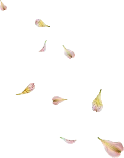 Petals - lightweight - pink - No Watermark PNG