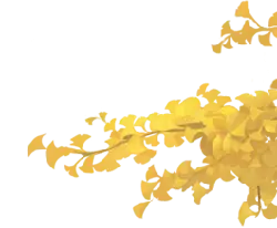 Ginkgo Tree - leaves - nature - High Resolution PNG