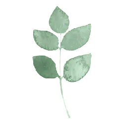 Green Leafy Branch - Curated PNG